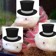 Autistic Axolotls